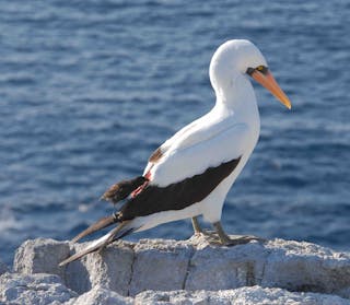 en liten fågel sitter på större fågel, äter blod