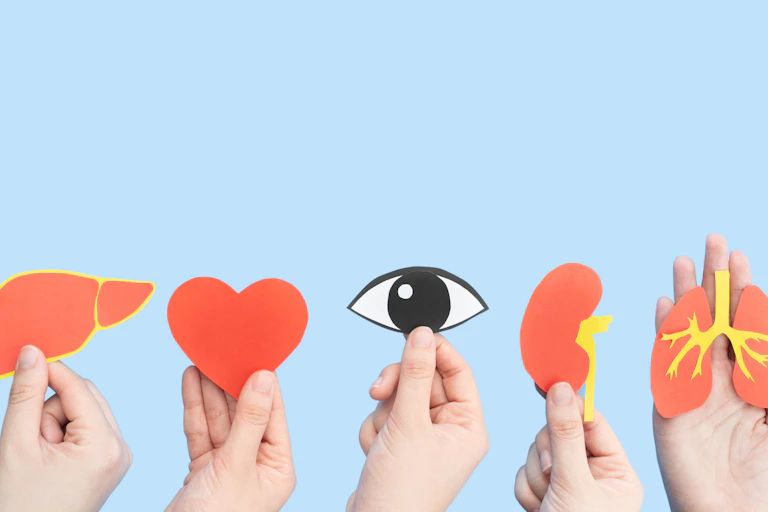 Hands holding up paper cut-outs depicting human organs, against a blue background