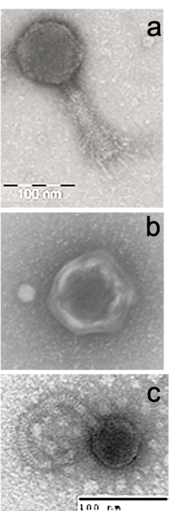 Marine viruses: the tiny microbe killers that orchestrate life in the ocean 18 Three panels depicting three different viruses.