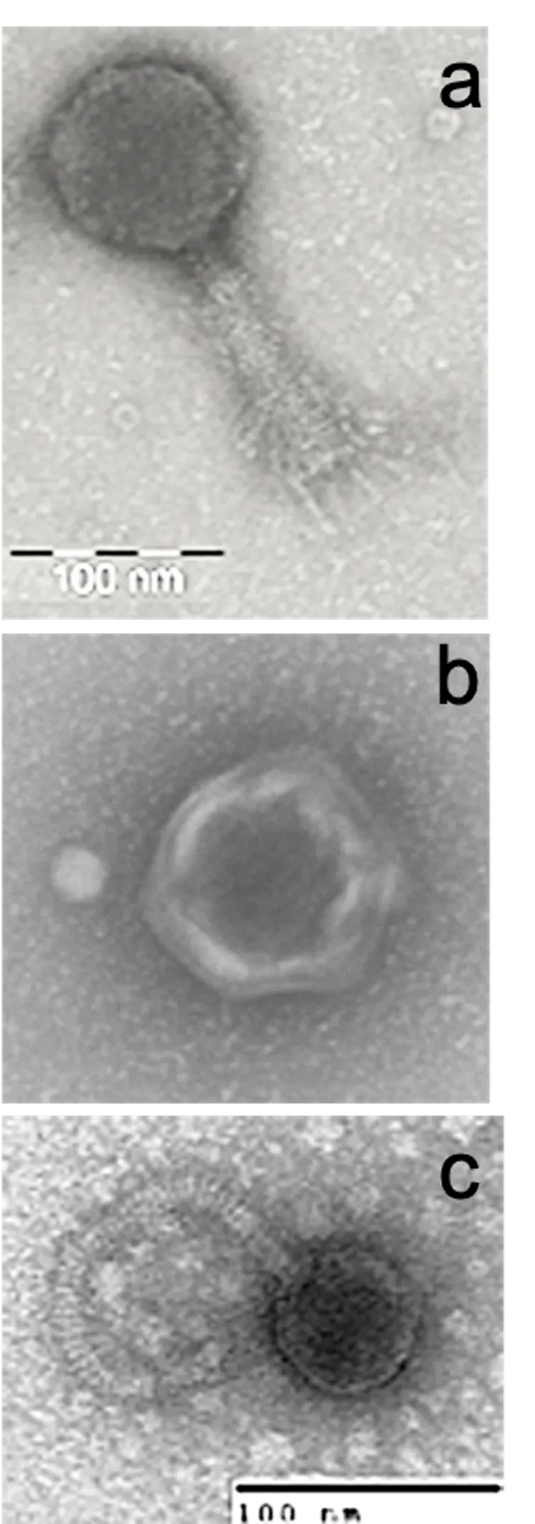 Three panels depicting three different viruses.