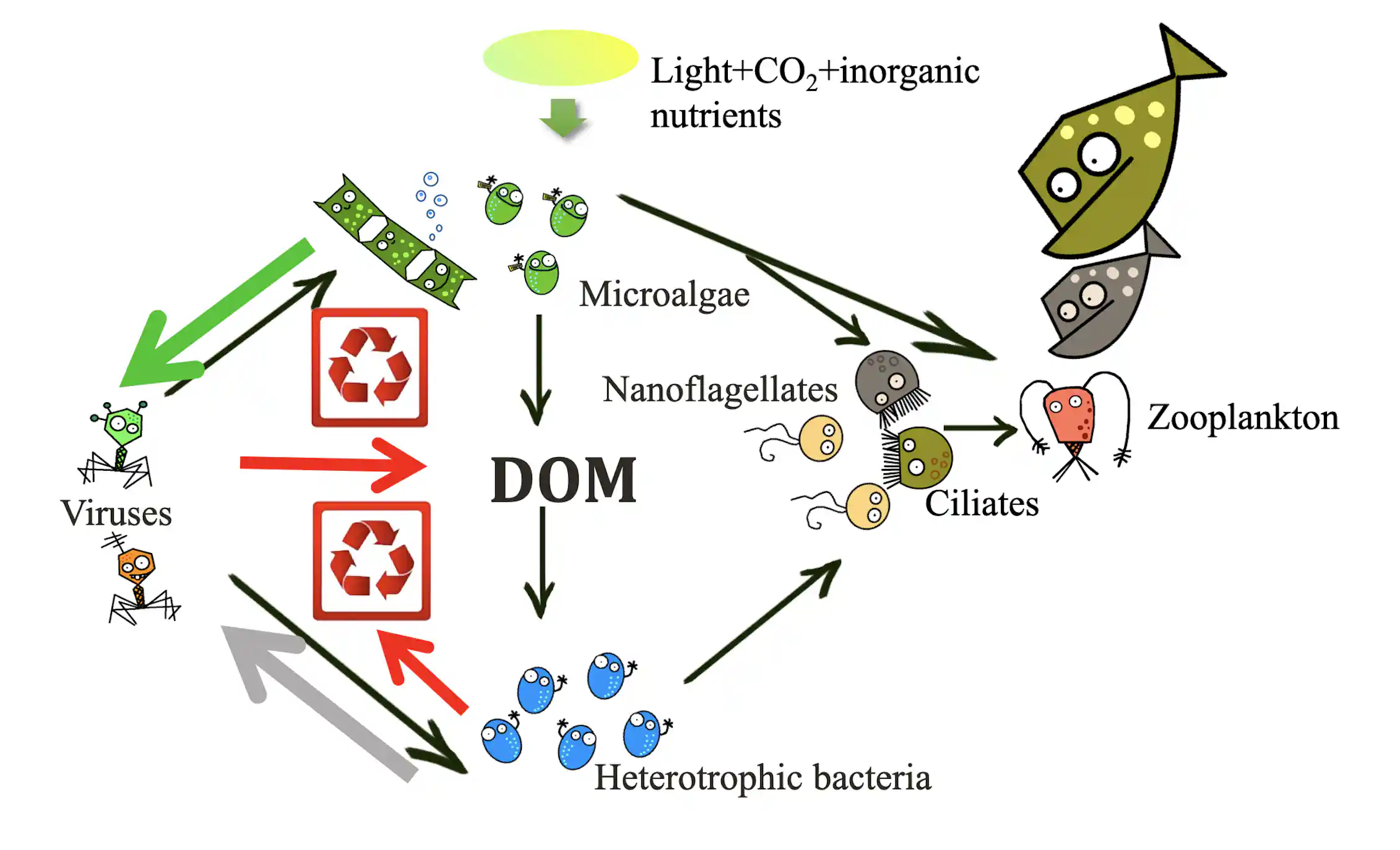 Marine viruses: the tiny microbes that orchestrate life in the ocean