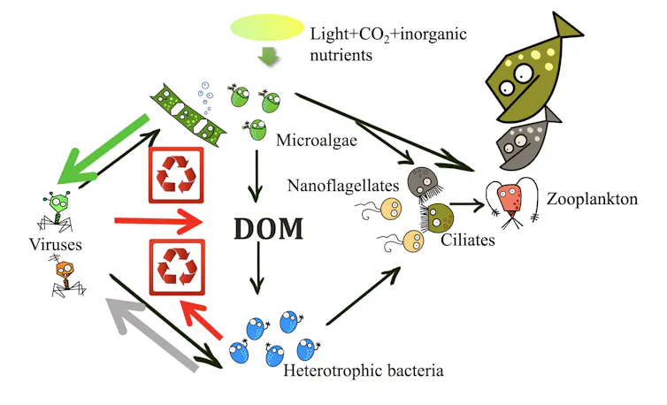A cartoon depicting the flow of energy within a food web involving viruses, bacteria, plankton and fish.