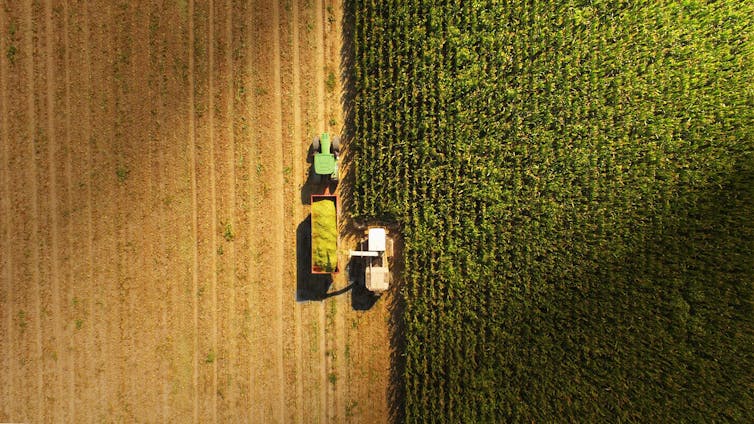 A tractor with wagon harvesting crops viewed from above