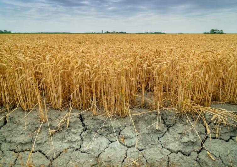 Yellow wheat plants grow above cracked dry soil