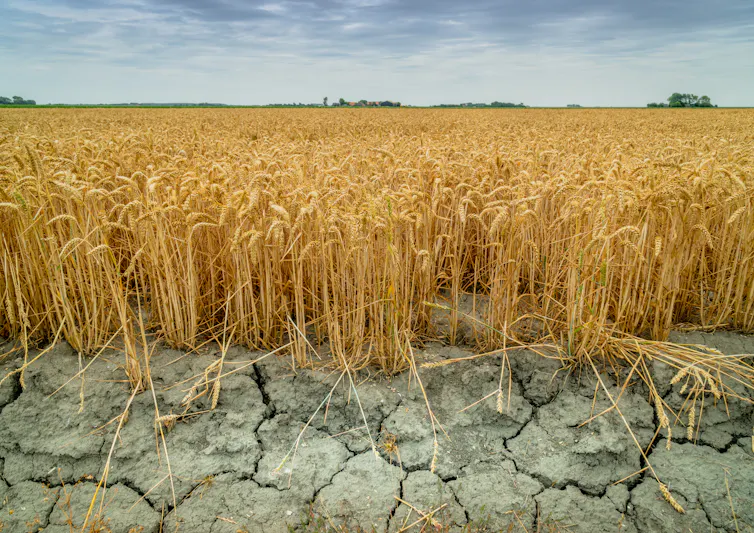 Yellow wheat plants grow above cracked dry soil
