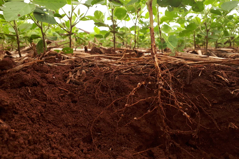 Cross section of root system of small plant