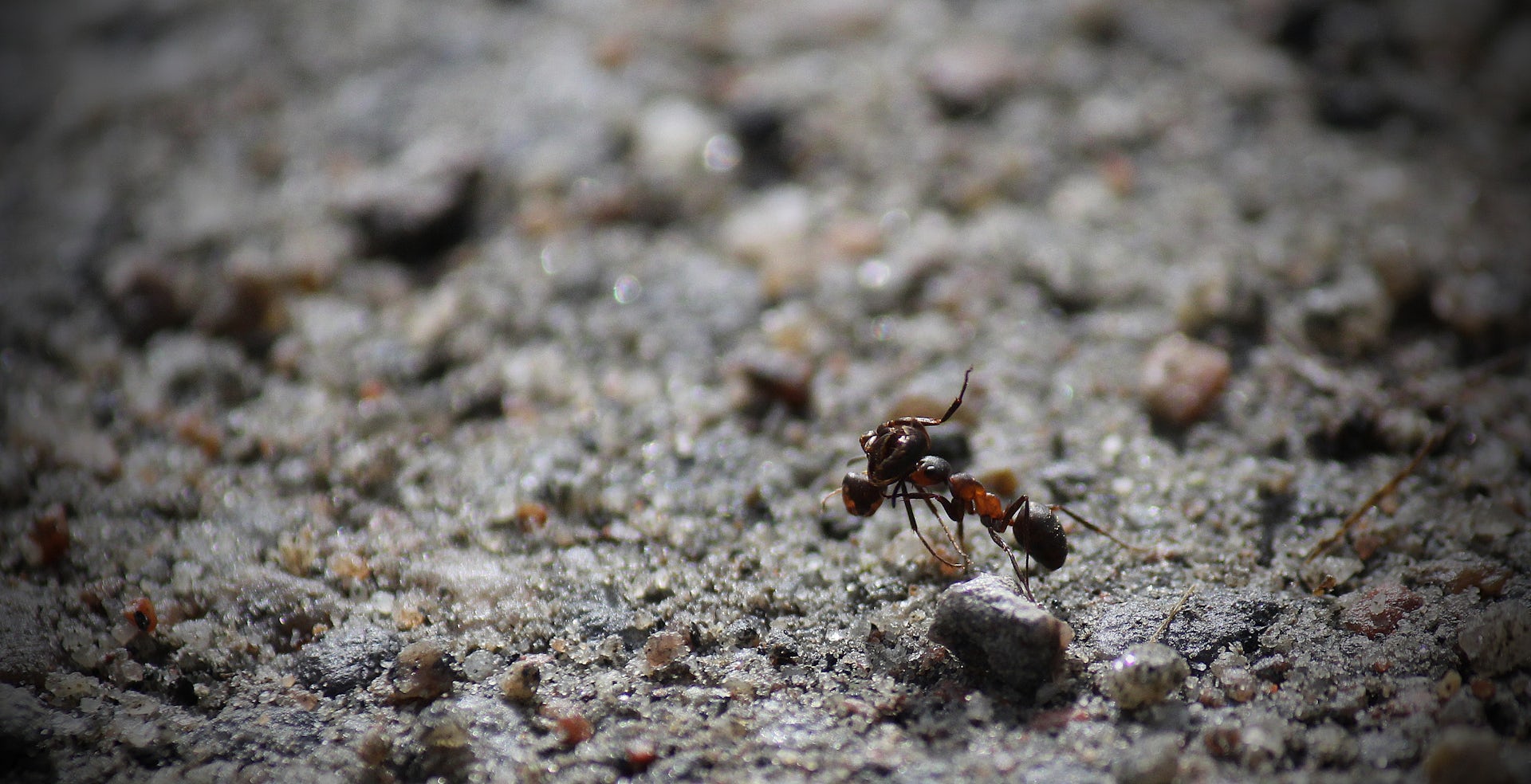 Antibiotic resistance fight could get a little help from ants