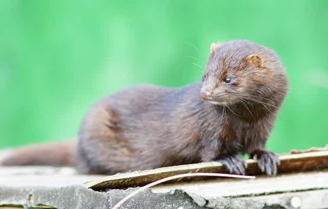 An American Mink sitting on top of some wood