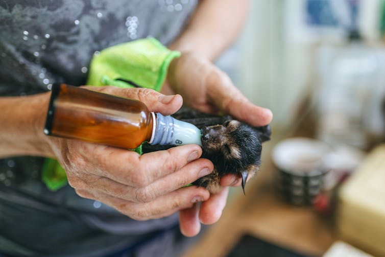 A vet rehabilitating a bat by feeding it from a bottle.