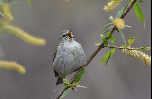 Male Tennessee warbler calling