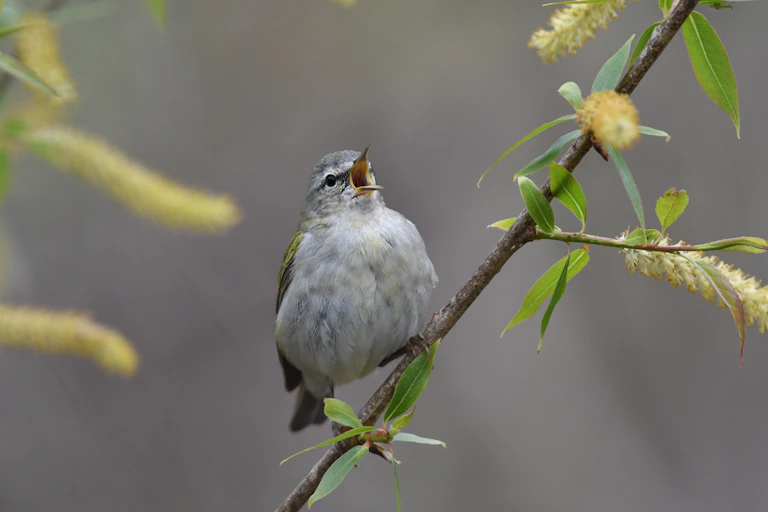 Male Tennessee warbler calling