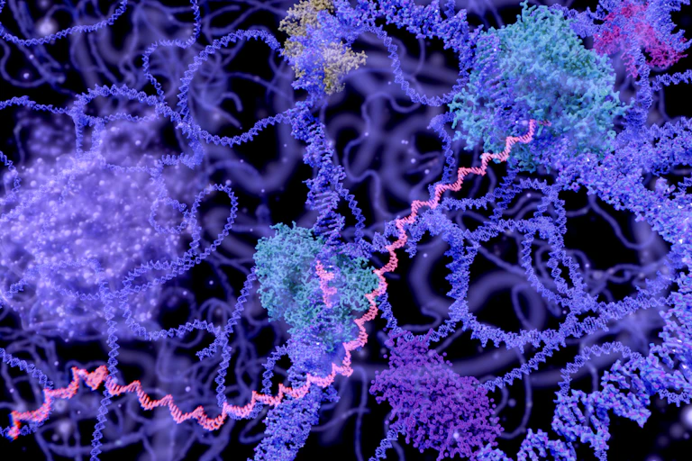 A digital illustration of RNA in the SARS-CoV-2 virus.