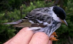 Blackpoll warbler