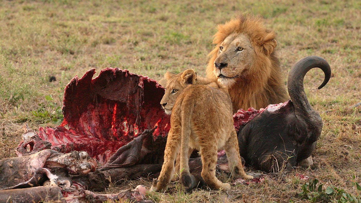 Lion hunt quotas could be good for animals but bad for humans