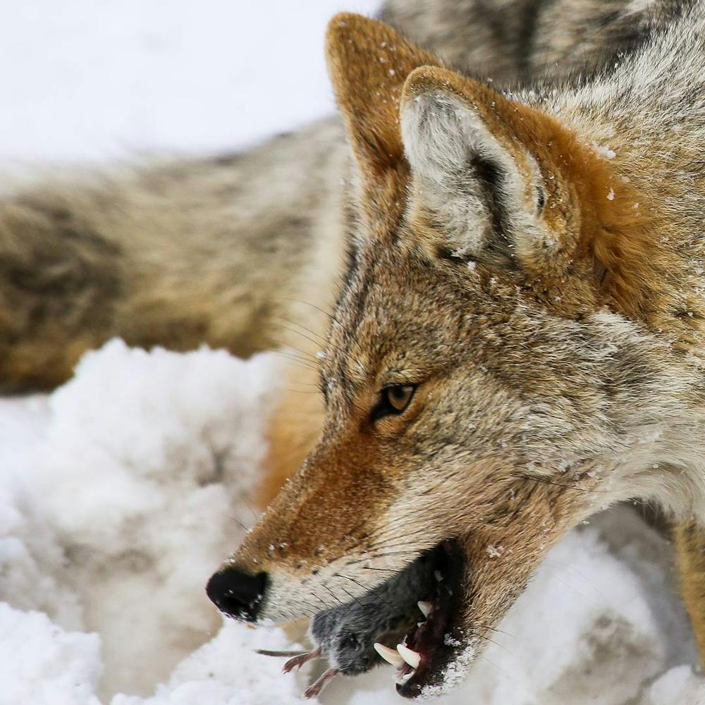 How do arctic foxes hunt in the snow?