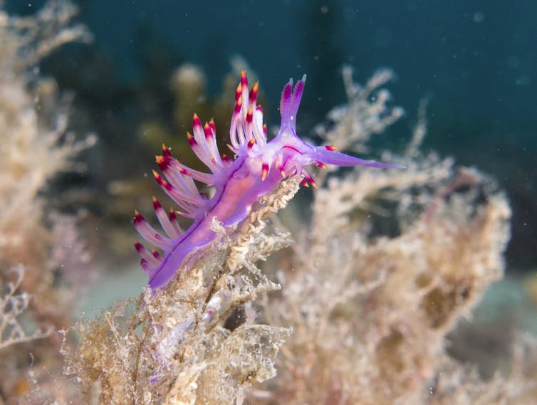 A vibrant purple and red nudis near the ocean floor.