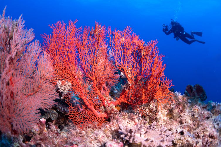 Red coral with scuba diver in the background