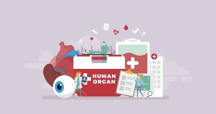 Illustration of a Human Organ cooler, paperwork and donor organs