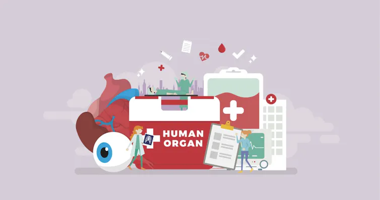 Illustration of a Human Organ cooler, paperwork and donor organs