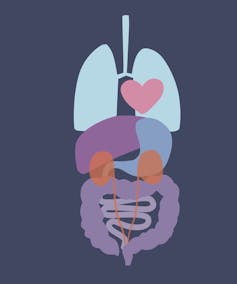 Illustration of human organs against a dark blue backdrop