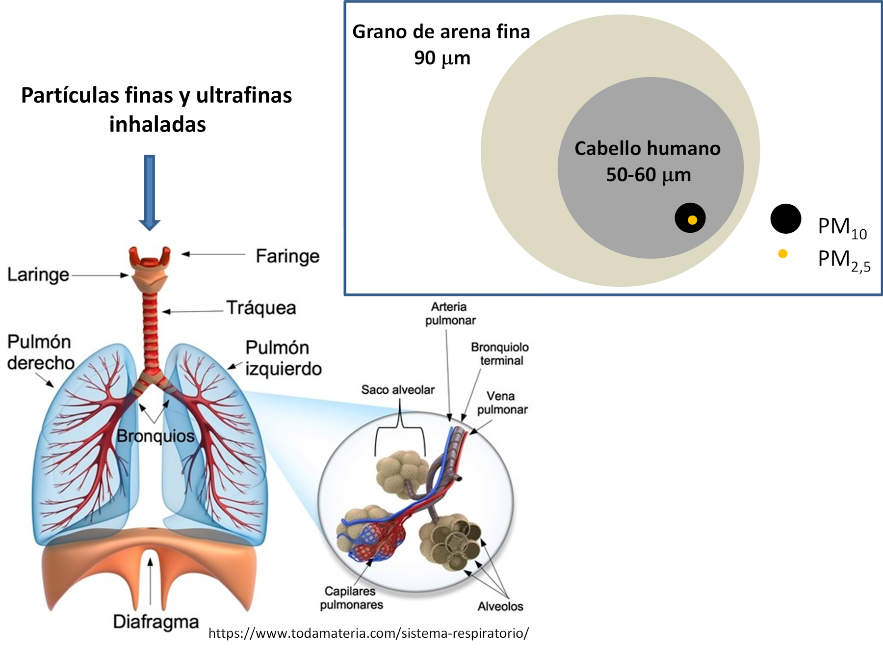 ¿Cómo nos afecta el aire que respiramos? ¿Cómo nos afecta el aire que respiramos?