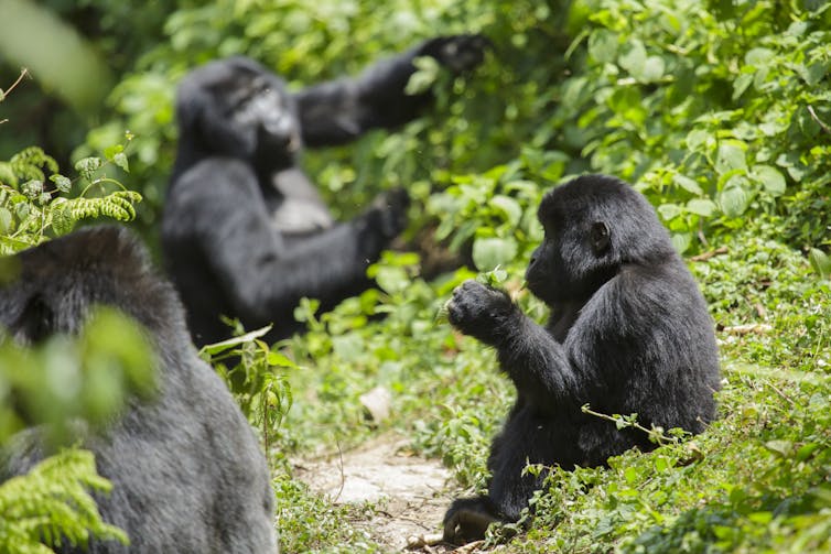 A photo of a young gorilla with adult gorillas in the wild.