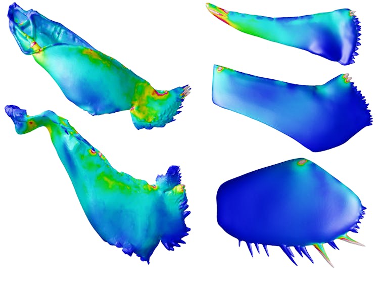 More than half a billion years ago, the first shell-crushing predators ground up their prey between their legs