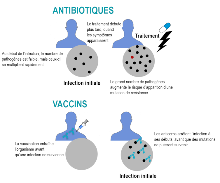 Graphique montrant que plus il y a de pathogènes présents lors d’une infection, plus il est probable qu’une mutation de résistance se produise