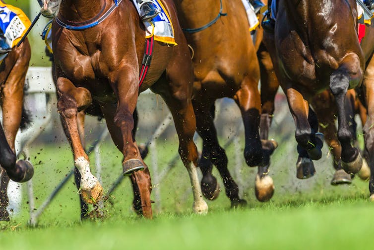 Horses' legs as they race across a track