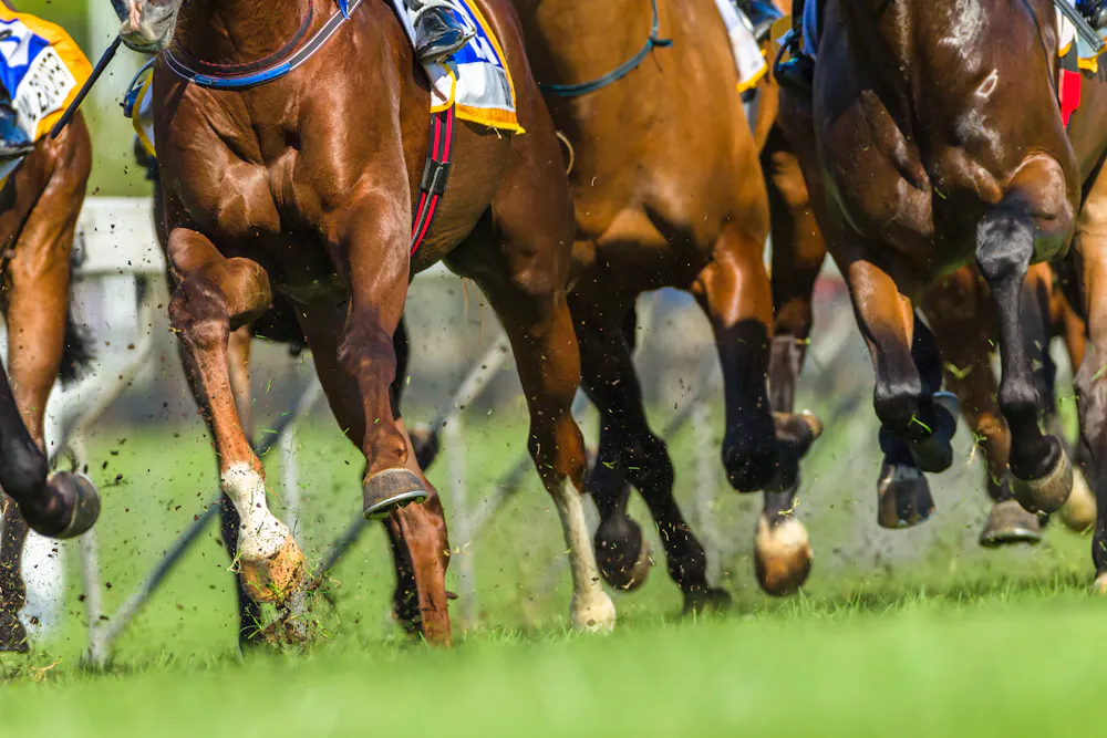 Young Horses Racing Racing 2-year-old horses is lucrative, but is it worth the risks?