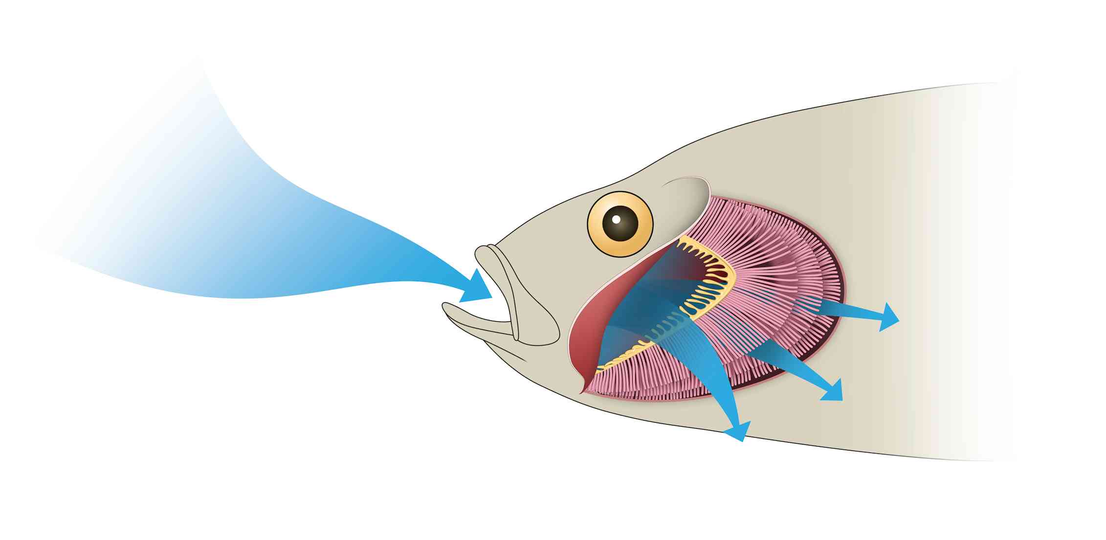 Curious kids: how do gills work? - Micky