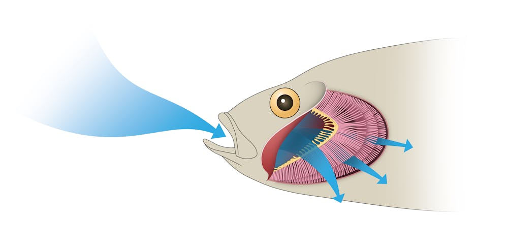 Insang dan paru-paru adalah bagian dari tubuh ikan dan manusia untuk