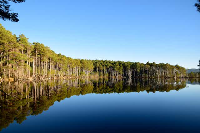 A line of Scots pine trees encircles a lake.