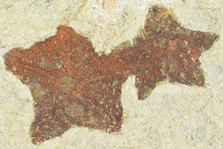 A photo of two Cantabrigiaster fossils.