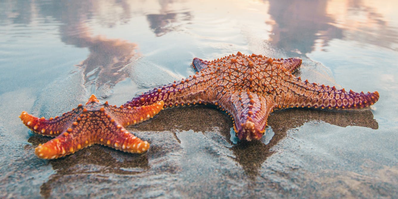 Sea stars  Discover Animals