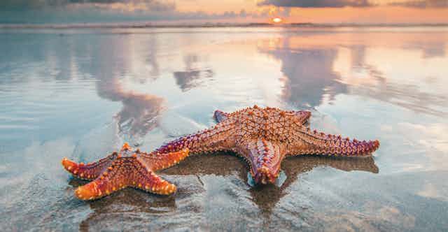 Two starfish on a beach.