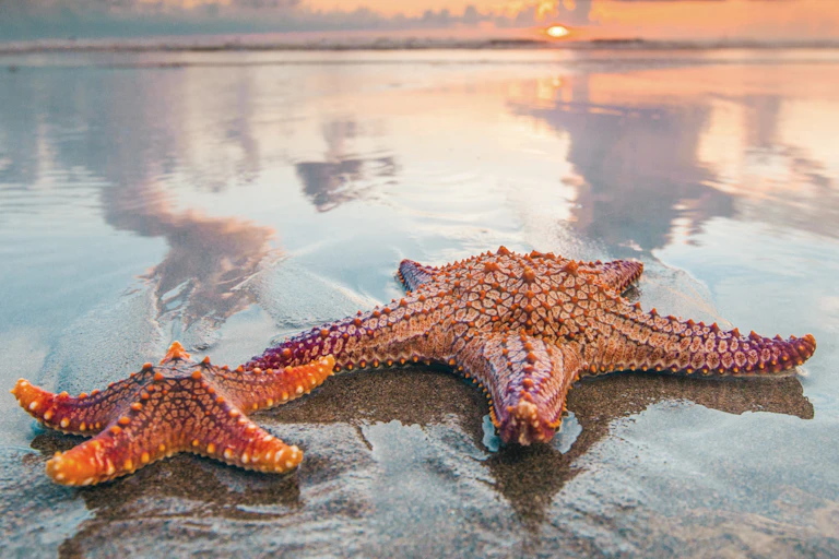 Two starfish on a beach.