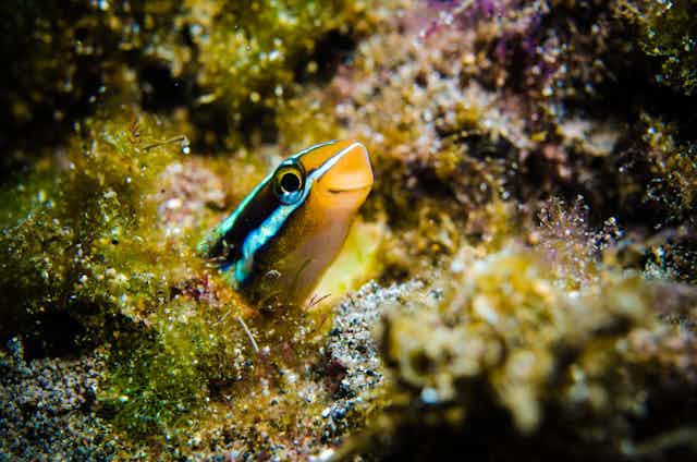 A cheerful looking fish peers out of some coral.