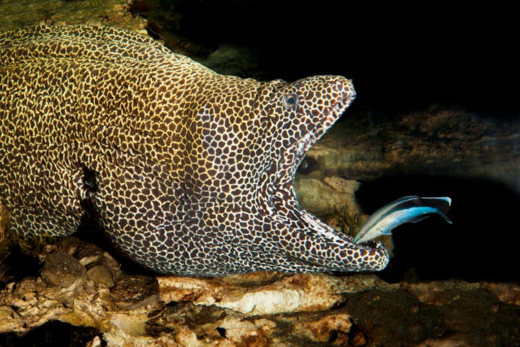 A large eel opens its mouth for a small colourful fish.