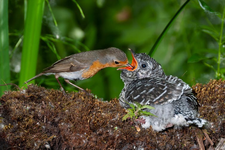 Small bird feeds much larger chick.