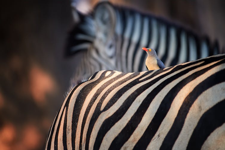 A small bird sits on a zebra's back.