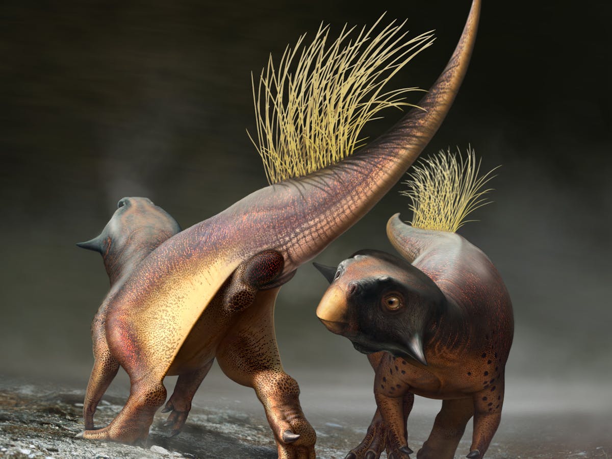 Dinosaurs May Have Flashed Each Other With Their Bottoms Newly Discovered Fossil Shows