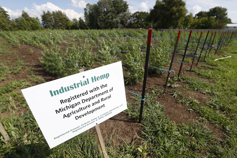 Industrial hemp fields.