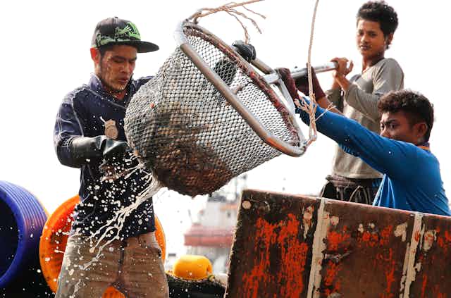 Three men unloading fish at a jetty. 