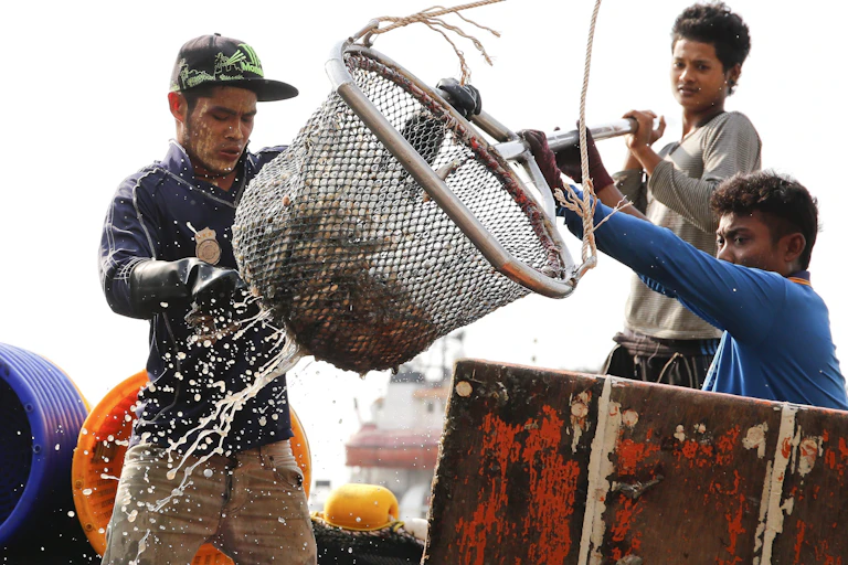 Three men unloading fish at a jetty.