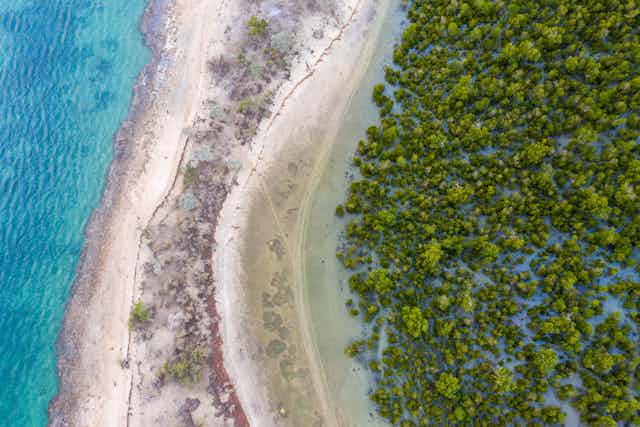 Aerial view hutan mangrove di Madagaskar. 