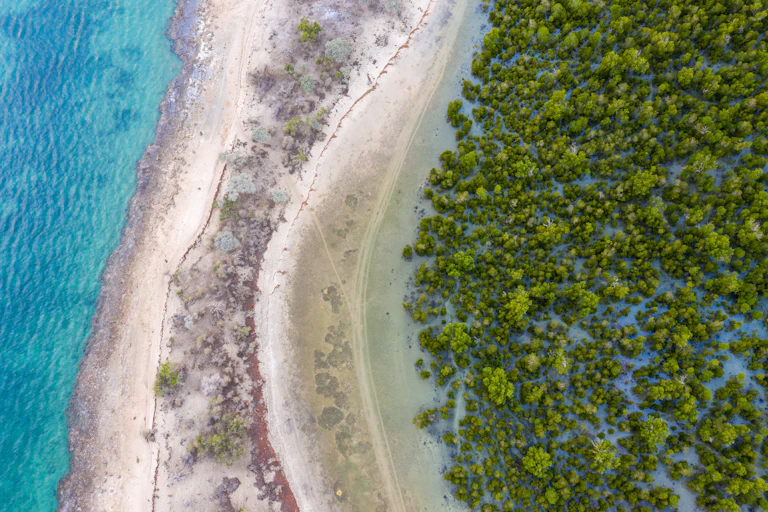 Aerial view hutan mangrove di Madagaskar.