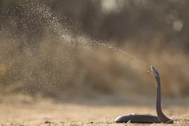 A spitting cobra.