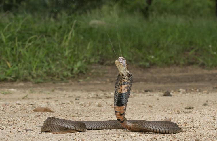 Spitting cobras may have evolved unique venom to defend from ancient humans