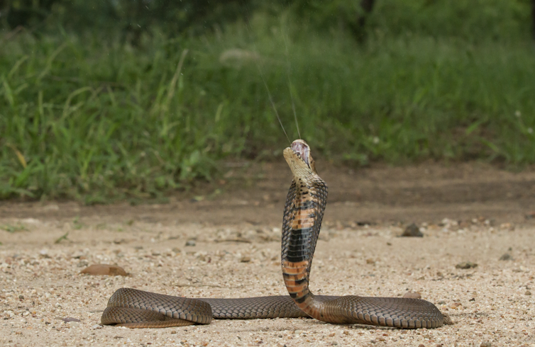Spitting Cobras May Have Evolved Unique Venom To Defend From Ancient Humans Spitting Cobras May Have Evolved Unique Venom To Defend From Ancient Humans